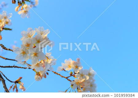 Cherry blossoms and blue sky in the evening 101959384