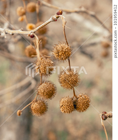 Plane tree fruits in early spring 101959412