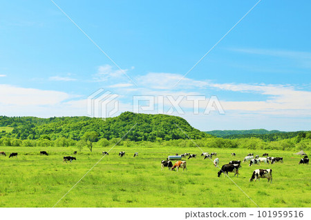 Hokkaido blue sky ranch landscape Hokkaido blue sky ranch landscape 101959516