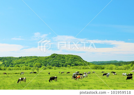 北海道藍天牧場景觀 北海道藍天牧場景觀 101959518