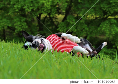 Boston Terrier in a red striped shirt lying on the green lawn and staring cutely ♡ Mighty-kun Boston Terrier in a red striped shirt lying on the green lawn and staring cutely ♡ Mighty-kun 101959968