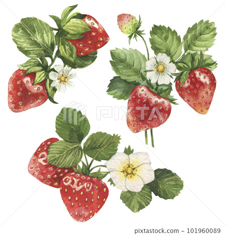 Watercolor strawberries with leaves Watercolor strawberries with leaves 101960089