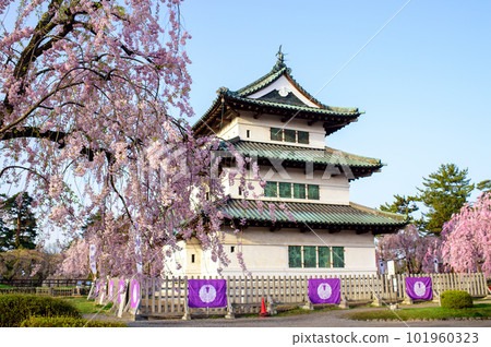 清晨櫻花盛開的弘前城和青森縣的天守閣 101960323