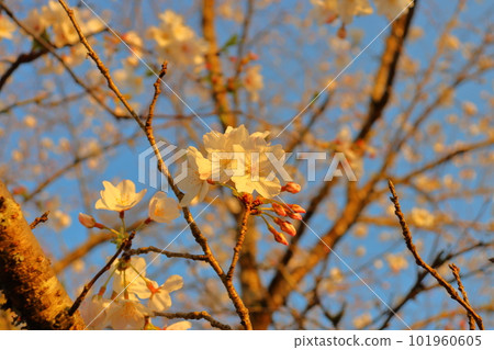 傍晚的櫻花和藍天 101960605