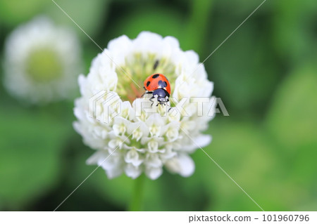 White clover and ladybug White clover and ladybug 101960796