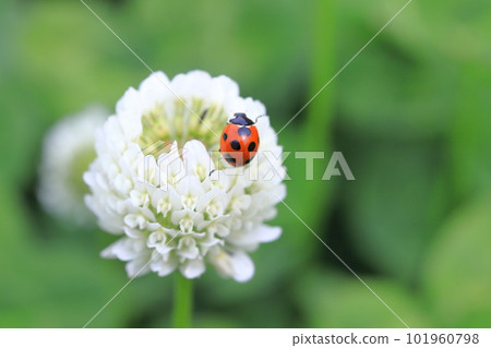 White clover and ladybug White clover and ladybug 101960798