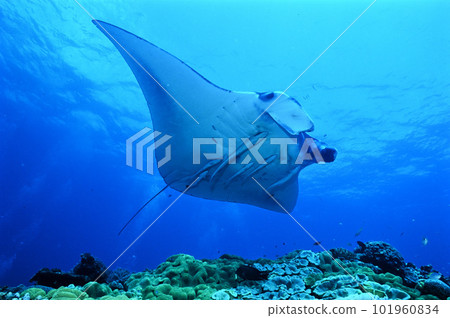 Ishigakijima的Manta Ishigakijima的Manta 101960834