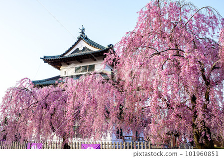 櫻花盛開的弘前城清爽的早晨，青森縣 101960851
