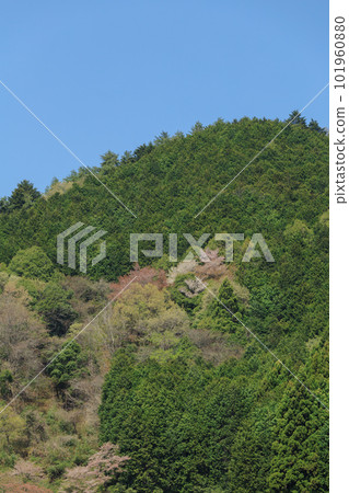 Spring forest Spring forest 101960880