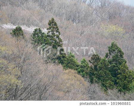 春天的森林 101960881