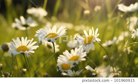 Chamomile meadow background. Illustration AI Generative Chamomile meadow background. Illustration AI Generative 101960915
