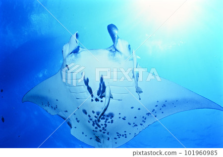 Manta at Ishigakijima 101960985