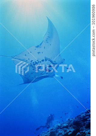Ishigakijima的Manta 101960986