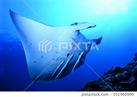 Ishigakijima的Manta Ishigakijima的Manta 101960990