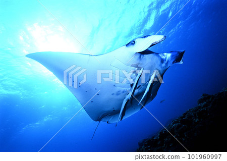 Ishigakijima的Manta Ishigakijima的Manta 101960997