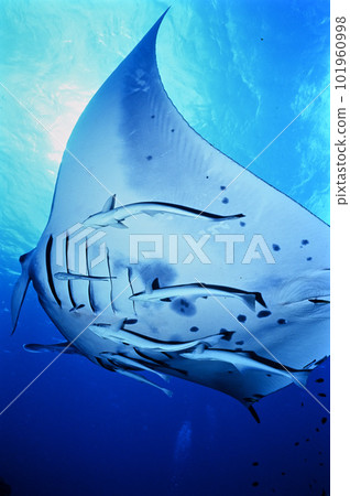 Ishigakijima的Manta Ishigakijima的Manta 101960998