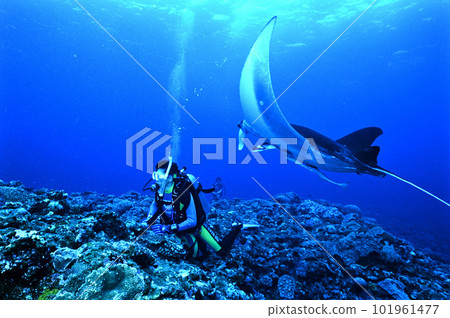 A manta ray approaching a diver A manta ray approaching a diver 101961477