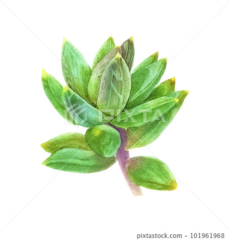 Succulent pachyphytum. Watercolor illustration on an isolated white background, hand drawing, botanical painting for design, print. Succulent pachyphytum. Watercolor illustration on an isolated white background, hand drawing, botanical painting for design, print. 101961968