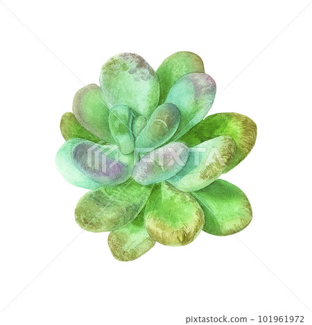 Succulent pachyphytum. Watercolor illustration on an isolated white background, hand drawing, botanical painting for design, print. Succulent pachyphytum. Watercolor illustration on an isolated white background, hand drawing, botanical painting for design, print. 101961972