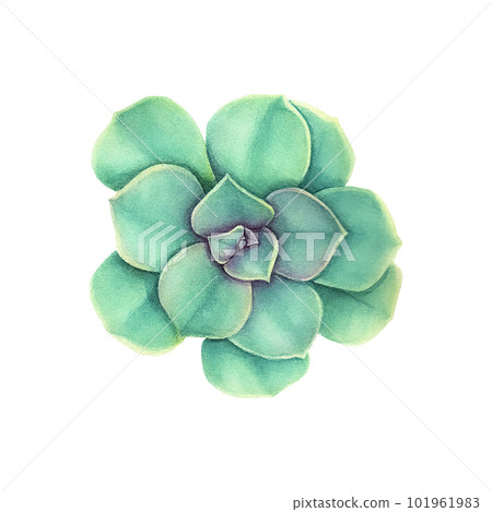 Succulent echiveria. Watercolor illustration on an isolated white background, hand drawing, botanical painting for design, print. Succulent echiveria. Watercolor illustration on an isolated white background, hand drawing, botanical painting for design, print. 101961983