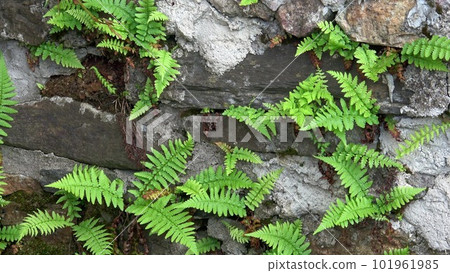 Close up of old stone wall with wild fern, Polypodiopsida or Polypodiophyta. Close up of old stone wall with wild fern, Polypodiopsida or Polypodiophyta. 101961985