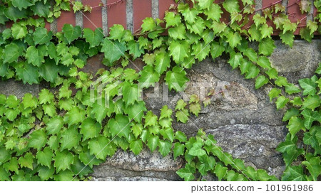 Green ivy vines on the stone wall (Hedera) 101961986