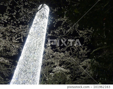 御殿場高原時之棲燈飾與櫻花 101962163