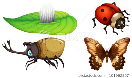 Set of different kinds of insects Set of different kinds of insects 101962807