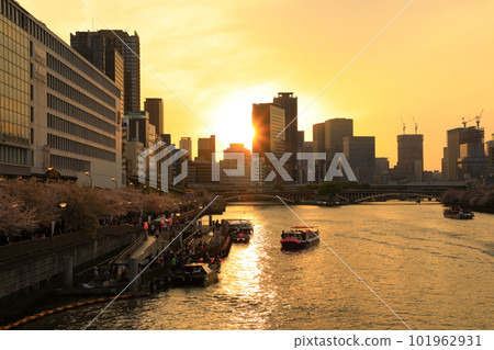 Evening view of Temmabashi, rows of cherry blossom trees in full bloom and a pleasure boat Evening view of Temmabashi, rows of cherry blossom trees in full bloom and a pleasure boat 101962931