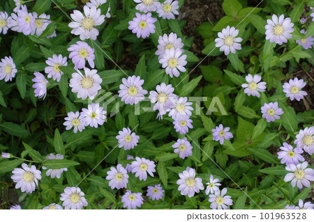 Miyako wasure in full bloom Miyako wasure in full bloom 101963528