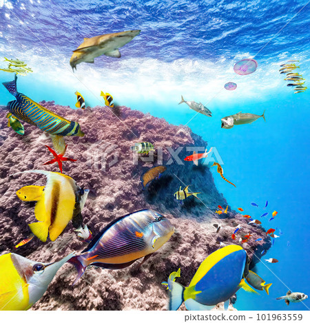 Magnificent underwater world of the tropical ocean. Magnificent underwater world of the tropical ocean. 101963559