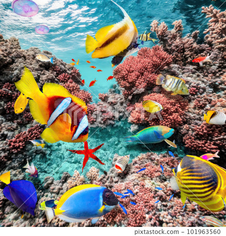 Magnificent underwater world of the tropical ocean. Magnificent underwater world of the tropical ocean. 101963560