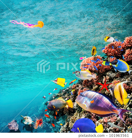 Magnificent underwater world of the tropical ocean. Magnificent underwater world of the tropical ocean. 101963561