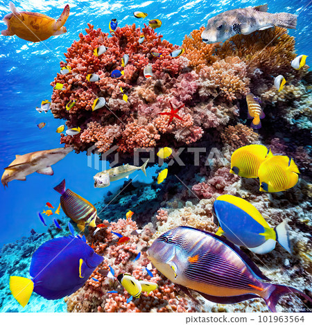 Magnificent underwater world of the tropical ocean. Magnificent underwater world of the tropical ocean. 101963564