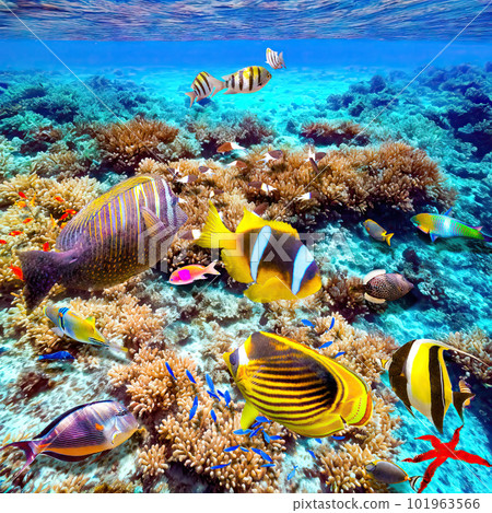 Magnificent underwater world of the tropical ocean. Magnificent underwater world of the tropical ocean. 101963566