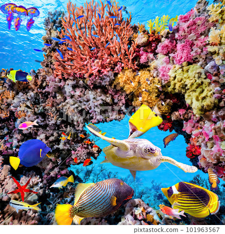 Magnificent underwater world of the tropical ocean. 101963567