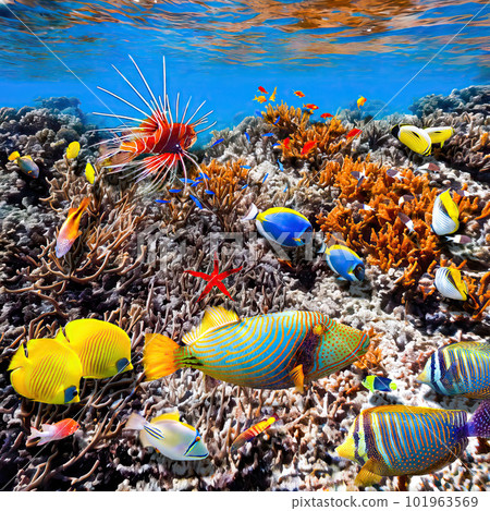 Magnificent underwater world of the tropical ocean. 101963569