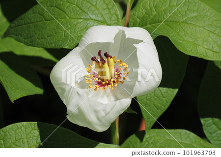 Yamasakajaku flowers 101963703