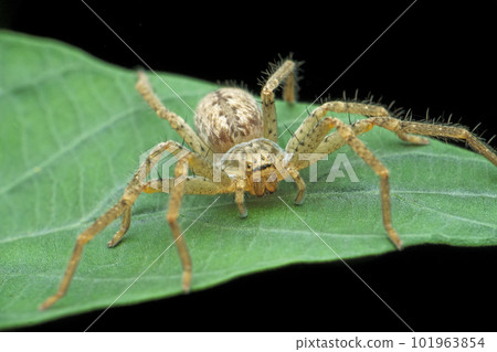 Huntsman spider, Sparassidae, Satara, Maharashtra, India 101963854