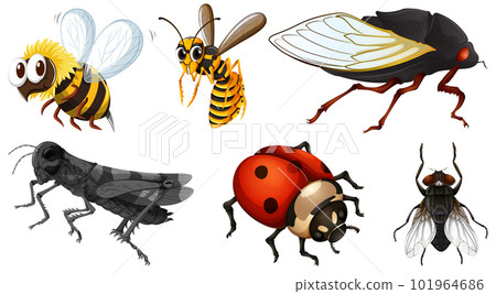 Set of different kinds of insects Set of different kinds of insects 101964686