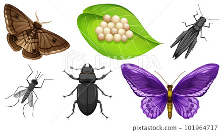 Collection of different insects vector Collection of different insects vector 101964717