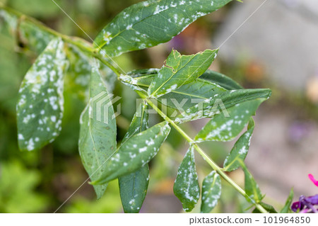 Garden phlox plants infected by Erysiphe cichoracearum fungus causing powdery mildew coating on the leaf's surface. Garden phlox plants infected by Erysiphe cichoracearum fungus causing powdery mildew coating on the leaf's surface. 101964850