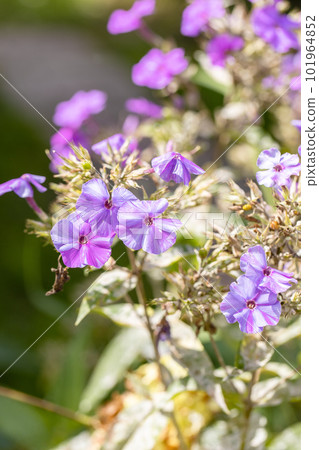 Garden phlox plants infected by Erysiphe cichoracearum fungus causing powdery mildew coating on the leaf's surface. Garden phlox plants infected by Erysiphe cichoracearum fungus causing powdery mildew coating on the leaf's surface. 101964852