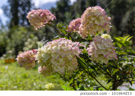 Hydrangea paniculata sort Fraise Melba hydrangea with pink flowers blooms in the garden in summer Hydrangea paniculata sort Fraise Melba hydrangea with pink flowers blooms in the garden in summer 101964853