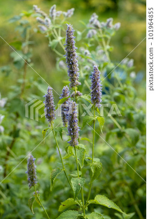 A bumblebee sits on a Korean mint Agastache rugosa flower in the garden 101964855