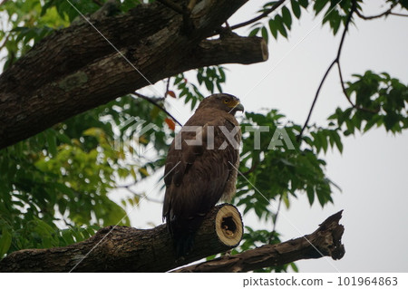Natural Monument Crested Serpent Eagle Natural Monument Crested Serpent Eagle 101964863