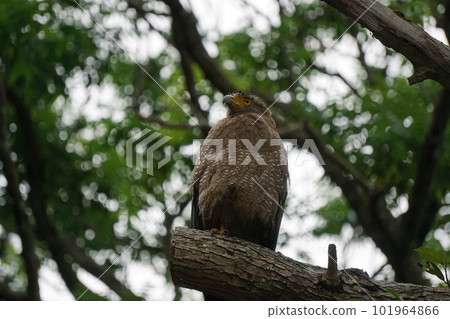 Crested serpent eagle looking into the distance Crested serpent eagle looking into the distance 101964866