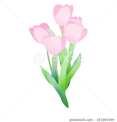 Bouquet of pink tulips 101965094