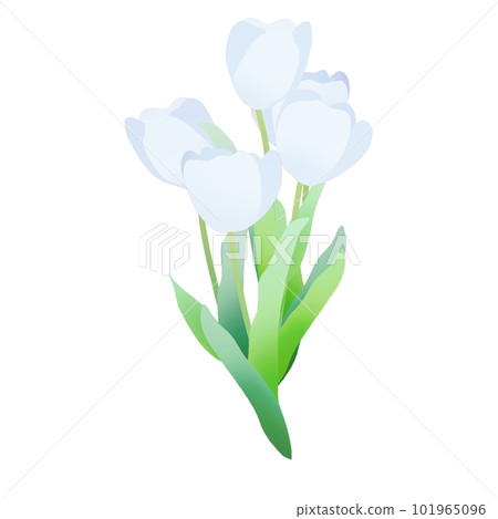Bouquet of white tulips 101965096