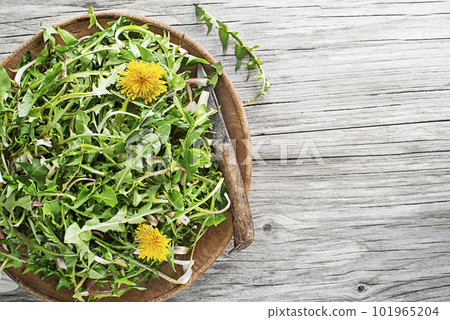 Dandelion Dandelion 101965204